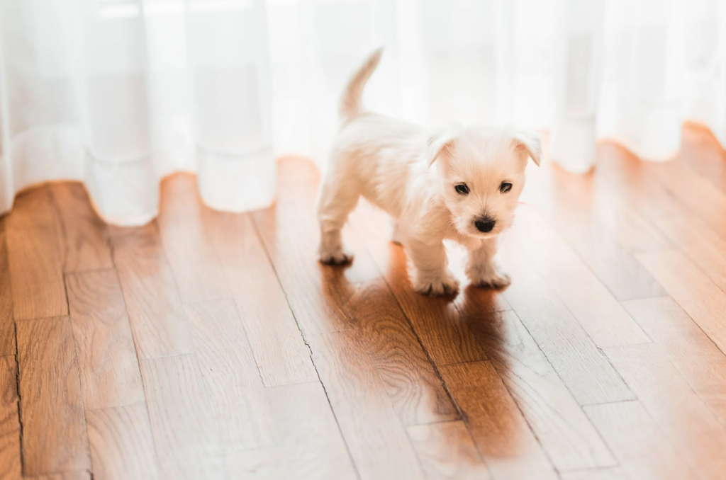Cute little white dog acting timid, he is standing on old worn out hardwood flooring that is easily scratched by pets, illustrating that hardwood is not a very good option for pet friendly flooring.
