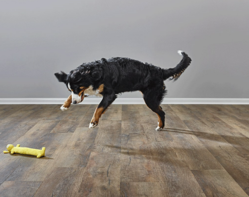 This image portrays a large dog playing with his toy on brand new LVP flooring, showing that LVP is a great pet friendly flooring option.